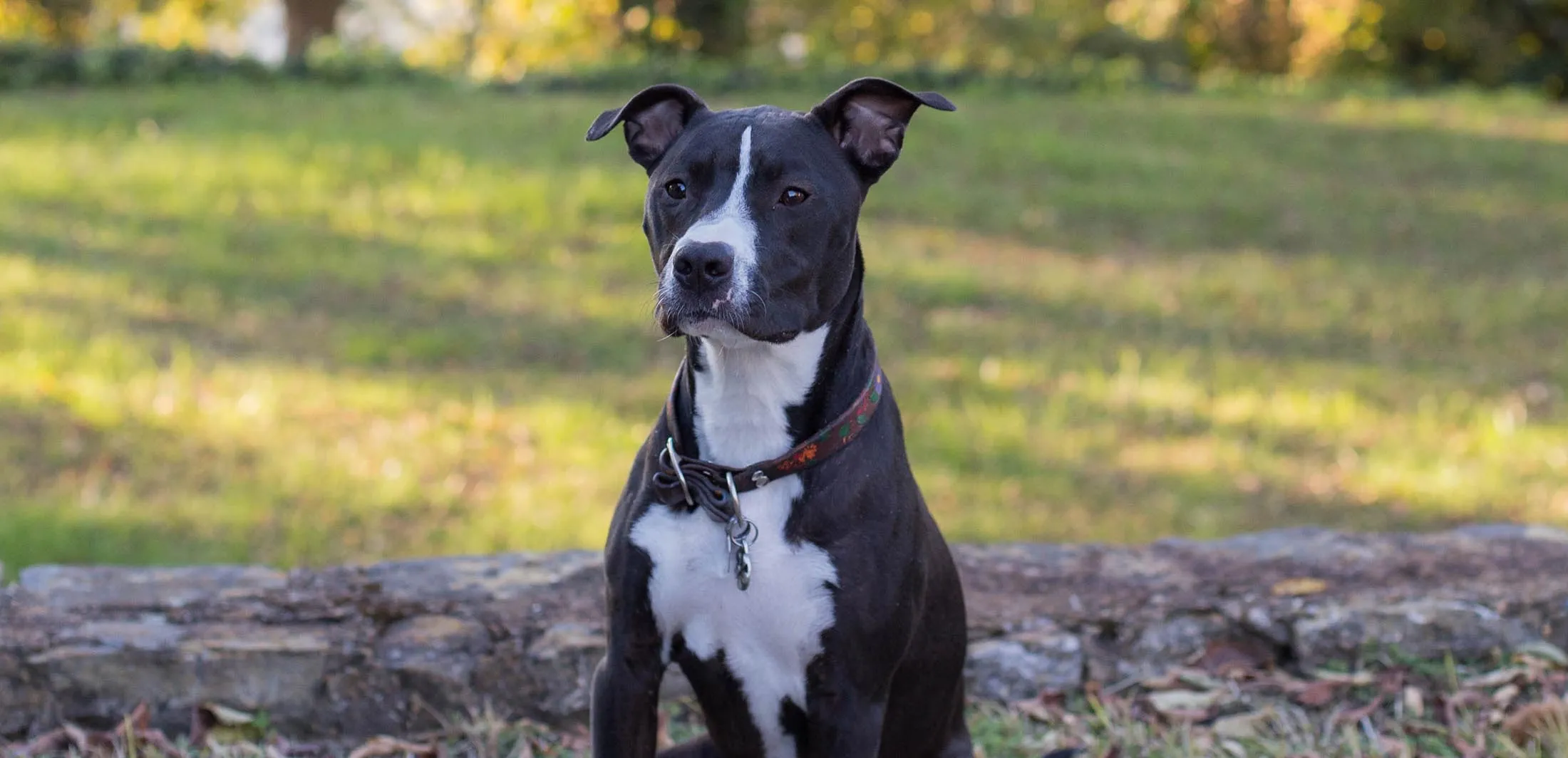 Overnight Sitting with Happy Hound Pet Sitting in Chattanooga