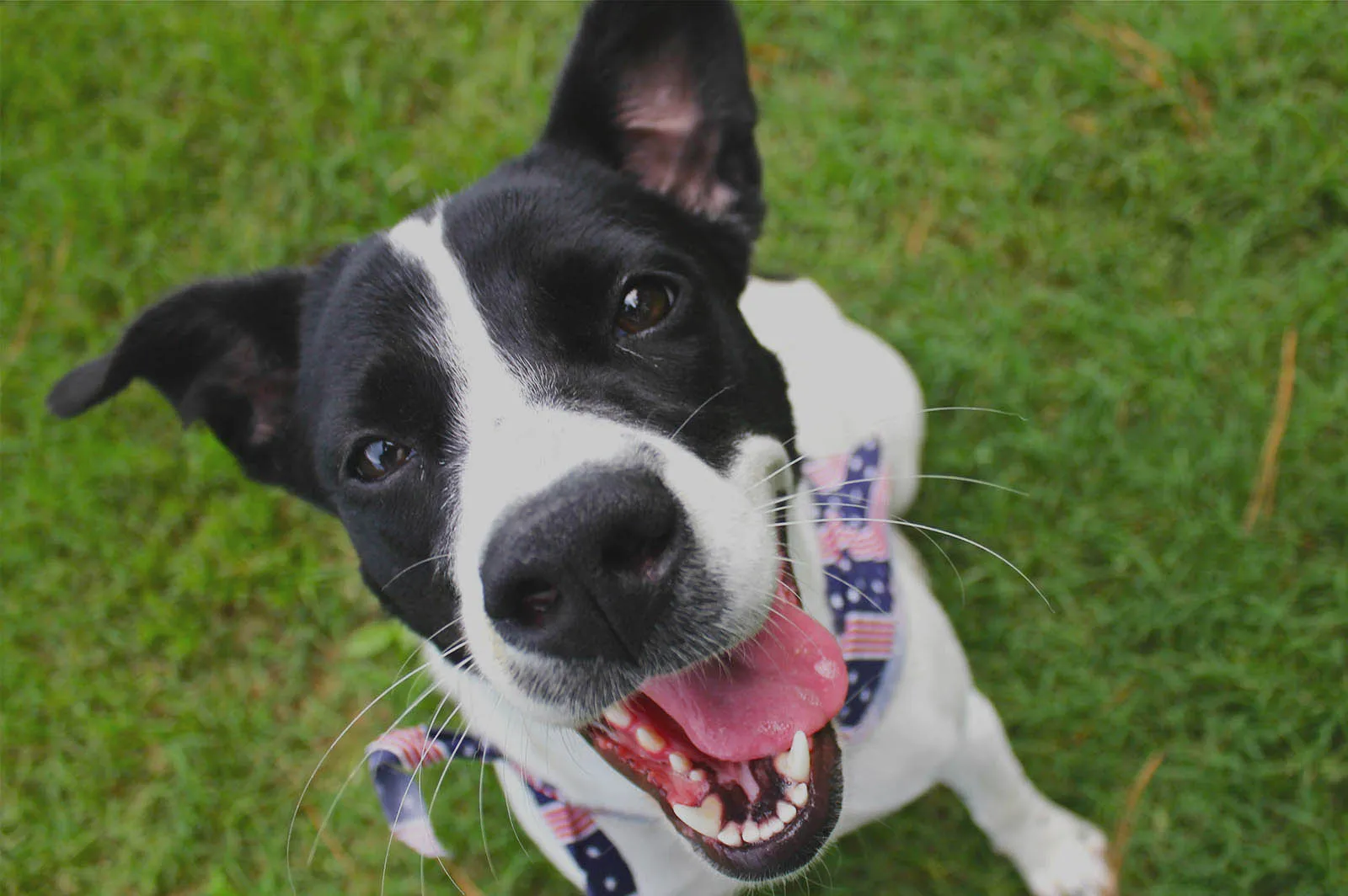 A grinning black-and-white Happy Hound client dog in a bandana, photographed on a visit in Chattanooga