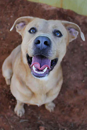 A tan, blue-eyed pup sitting calmly in the red Tennessee clay