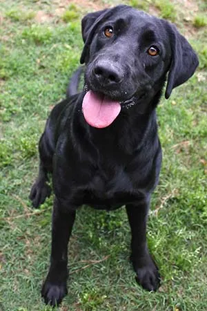 A glossy black Labrador sitting in the green grass
