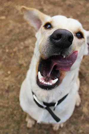 A grinning white shepherd mid-zoomies on the grass
