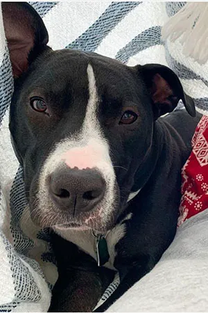 A black-and-white pittie curled up cozy on the couch