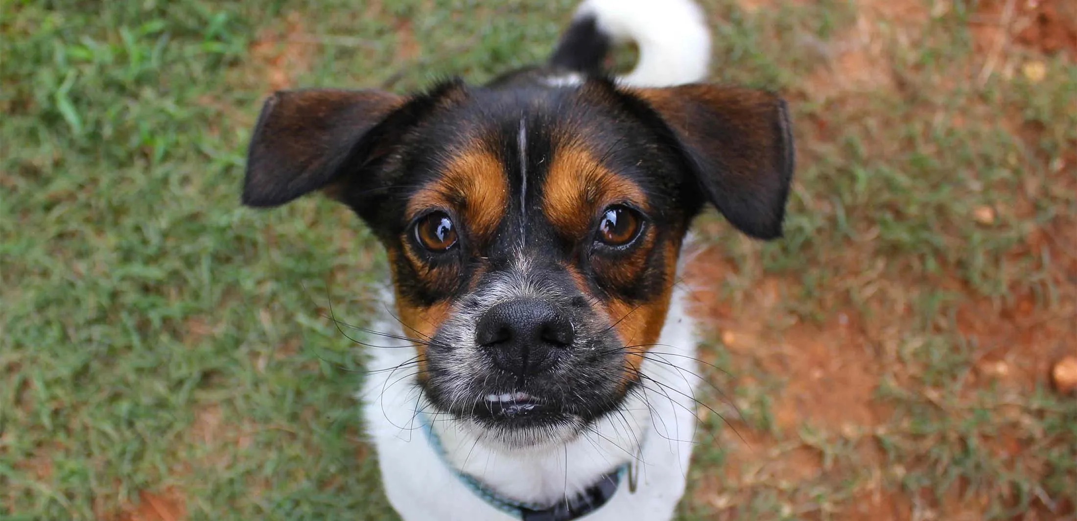 A wide-eyed tri-color terrier looking up for attention
